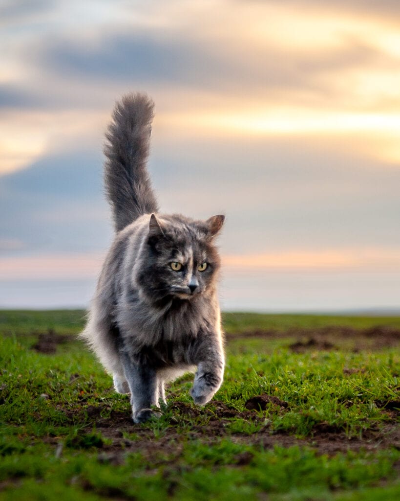 A fluffy grey cat prances through a green field.