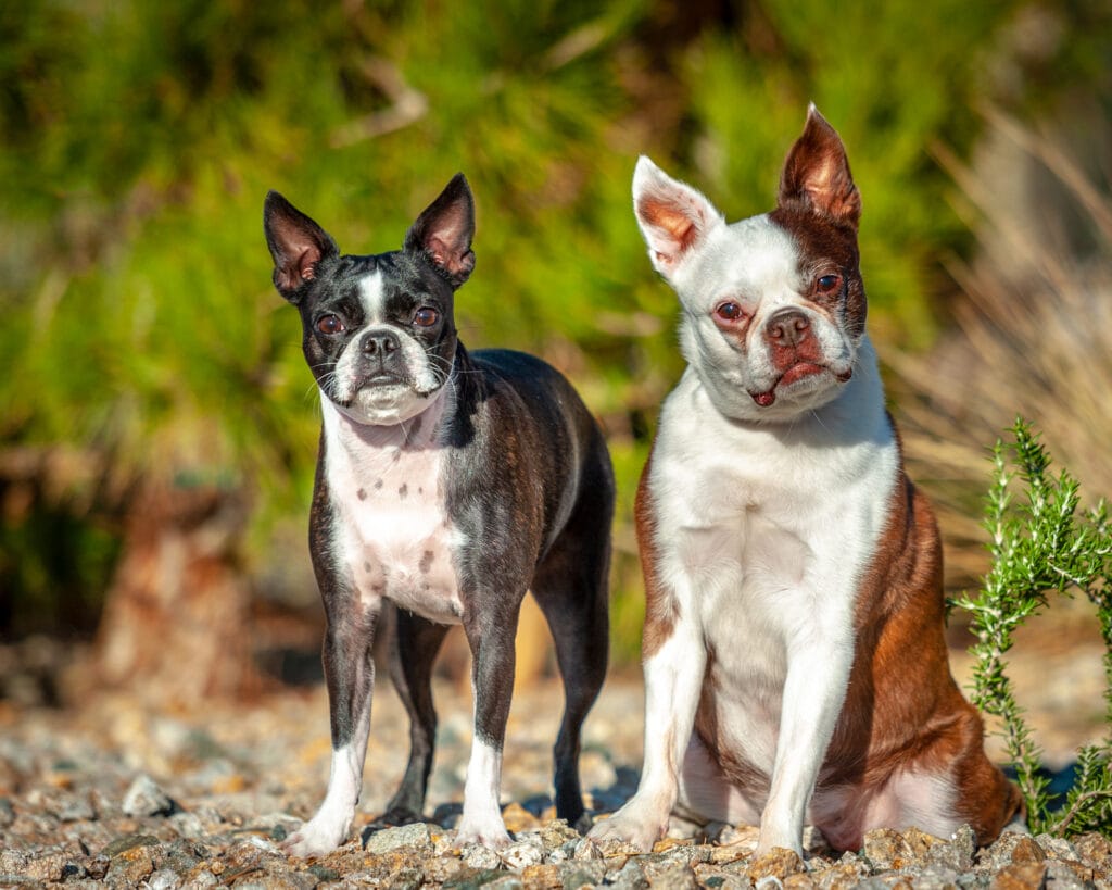 Two French bulldogs pose together in an outdoor setting.