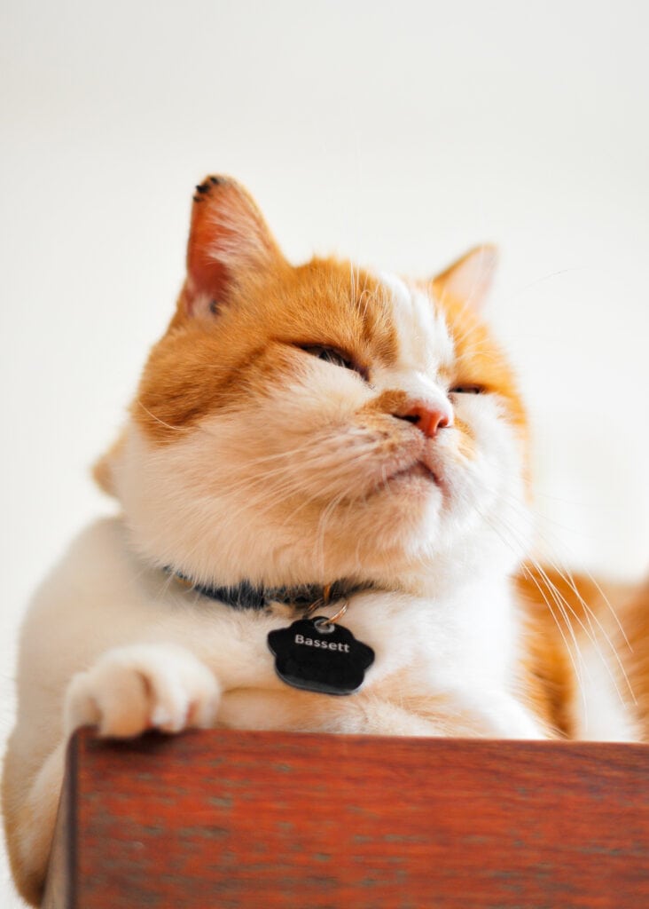 An orange and white cat rests comfortably in a wooden box.