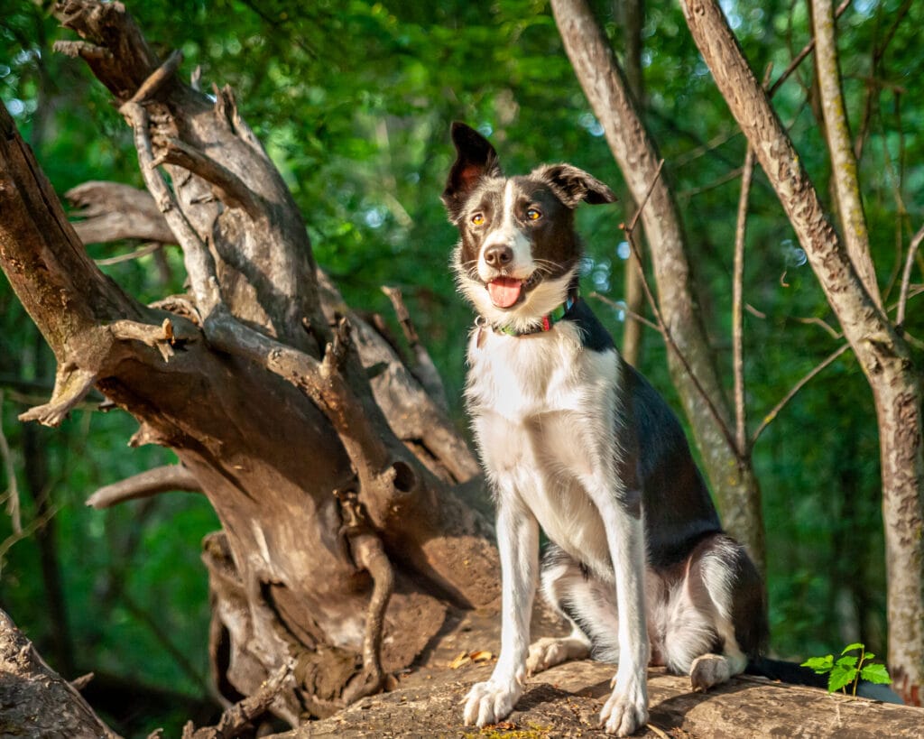 A black and white dog sits on a log in the forest, looking peaceful and content.