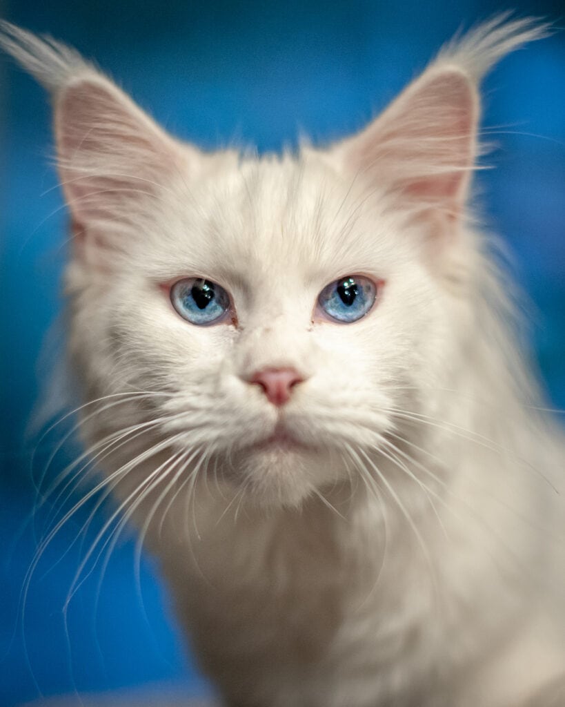 A fluffy, white cat with crystal blue eyes poses for the camera.
