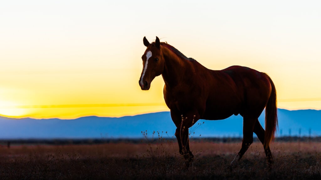 A brown horse with a white stripe down its face and nose trots through an open field at sunset.
