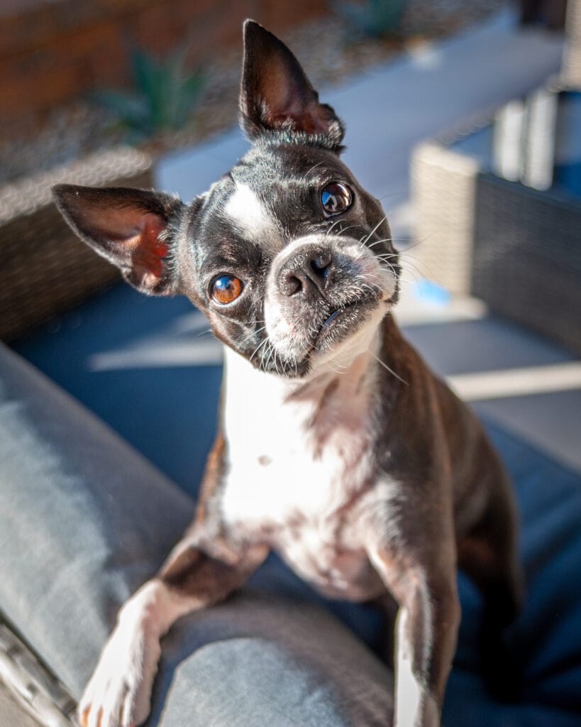 A black and white French bulldog makes eye contact with the camera while standing on an outdoor couch.