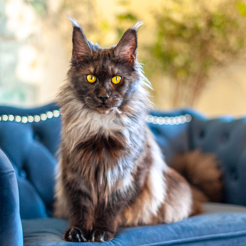 A large, long-haired cat with golden eyes sits at attention on a blue couch.