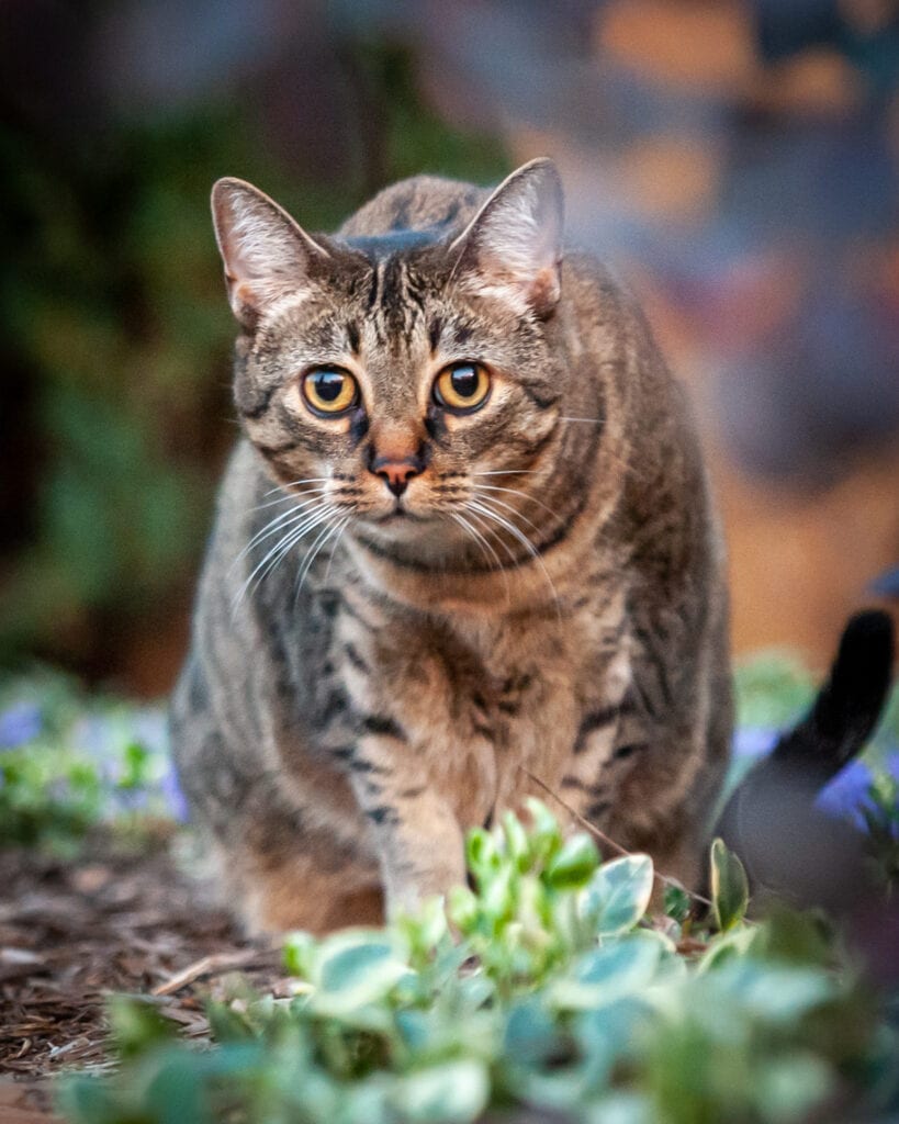 A grey and brown cat with yellow eyes looks directly at the camera while it explores the outdoors.