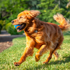 A golden dog runs through a green grassy field with a blue ball held tightly in its mouth.