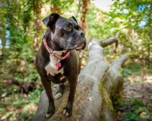 A close of up a brown dog standing on a log in the forest, looking with interest at something off in the distance.