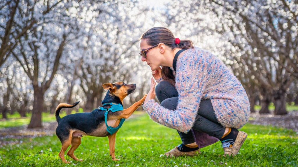 A small dog wearing a blue harness gives a "high five" to a woman kneeling down by its side.