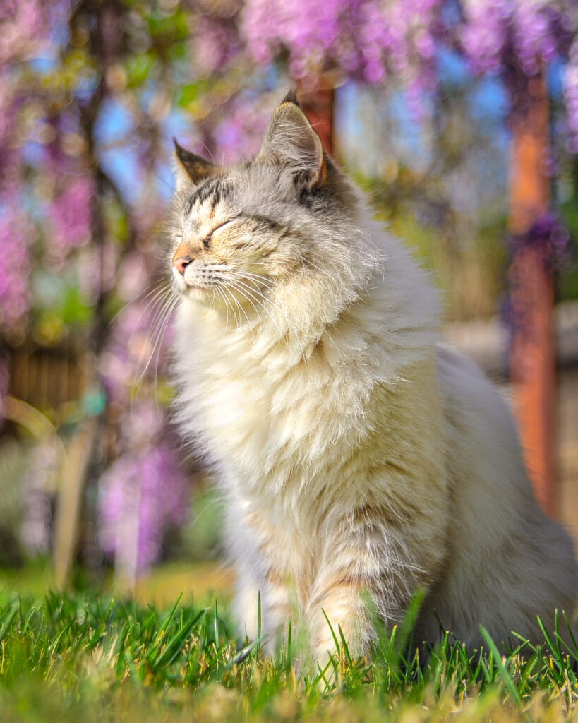 A fluffy grey and white sits with its eyes closed, enjoying the outdoor sun.