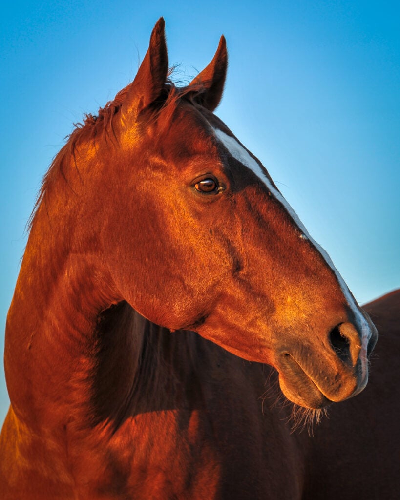 A close-up of a brown horse illuminated by the late afternoon sun.