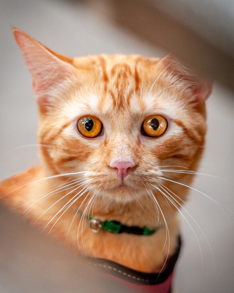A marmalade cat with golden eyes stares into the camera.