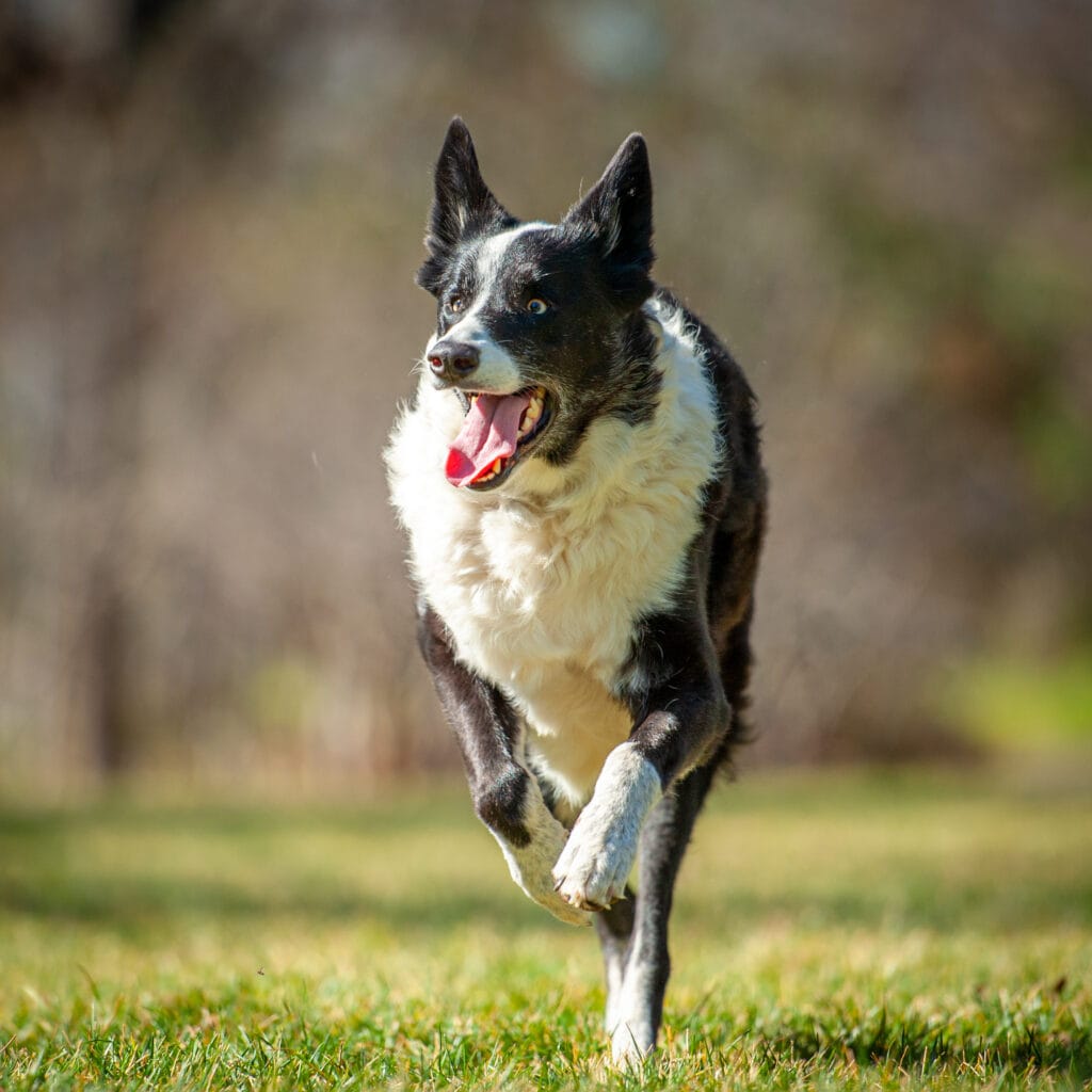 A large, black and white dog runs happily through a green, grassy field.