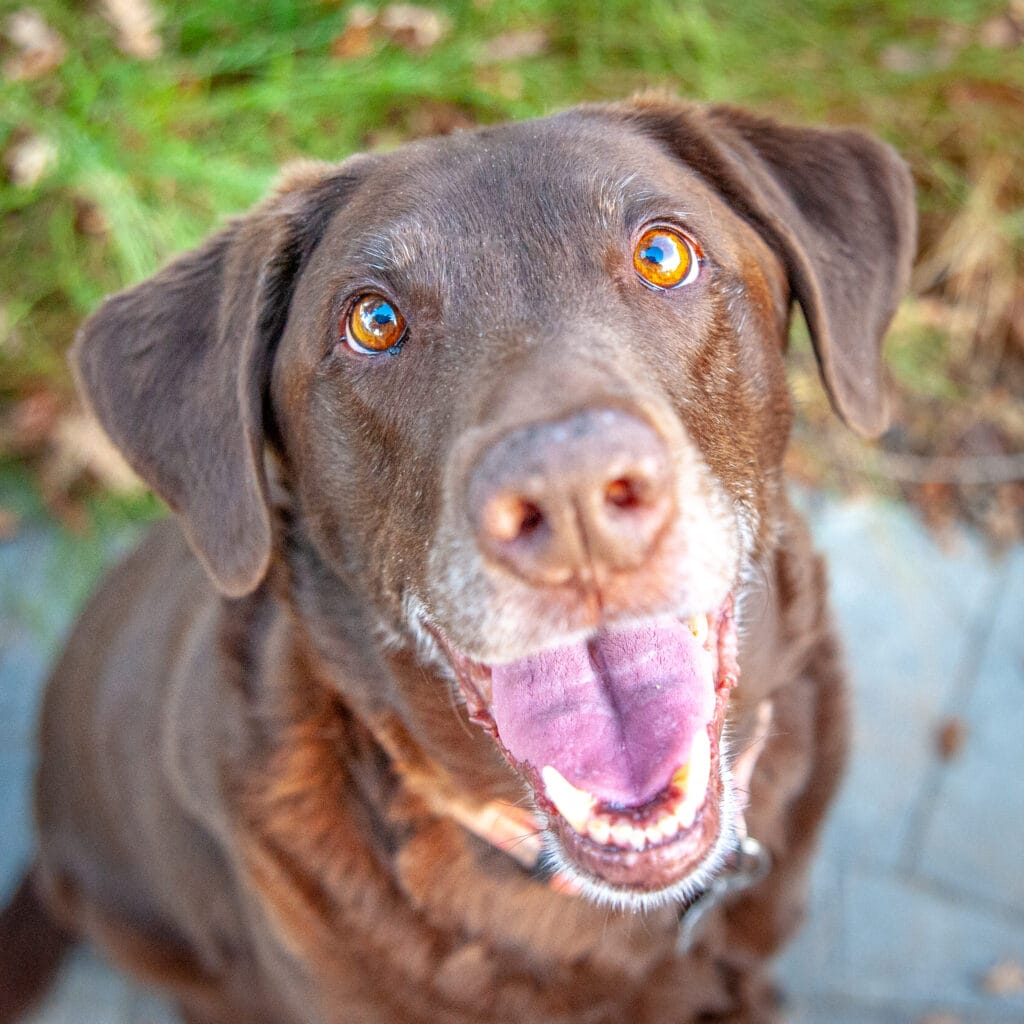 A close-up of a dark brown dog with its mouth open looking directly at the camera.