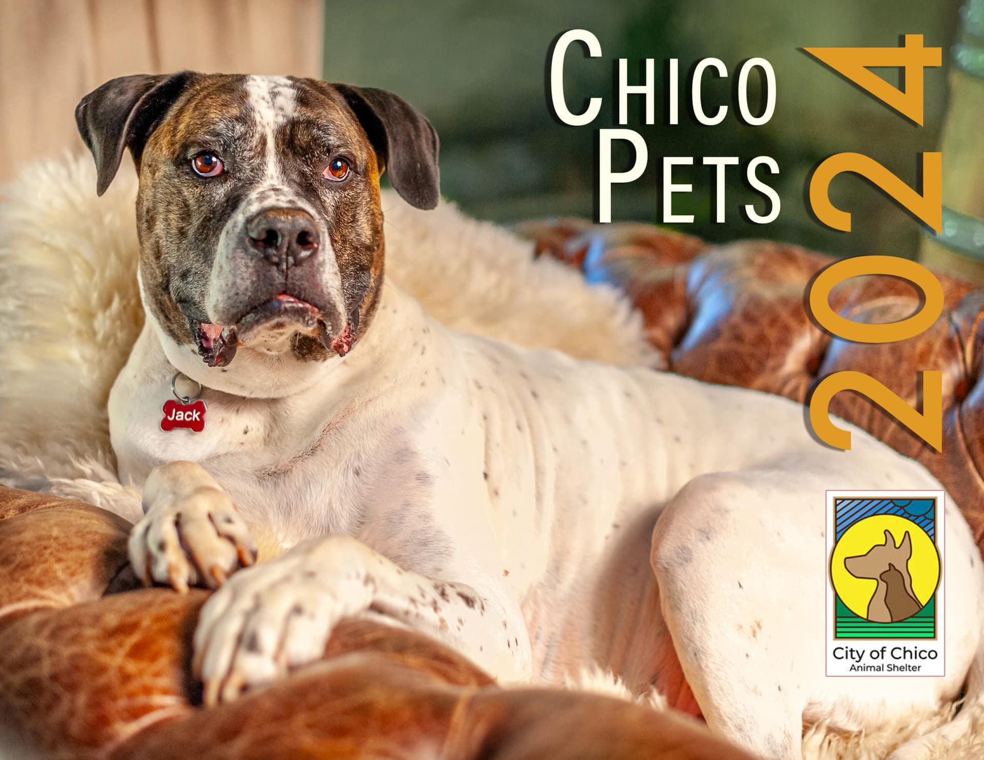The cover photo for the 2024 Chico Pets Calendar featuring a big dog named Jack sitting in a leather chair
